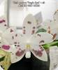 Phal. speciosa Purple Spot x self